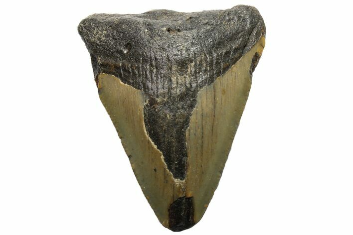 Bargain, Megalodon Tooth - North Carolina #152896